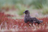 Brown Skua in sheep's sorrel, Sea Lion Island, Falklands