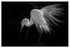 Birds - Monochrome - 01
