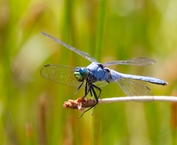 Dragonflies _0023