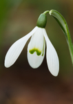 Snowdrop - Galanthus nivalis - RPNP0660