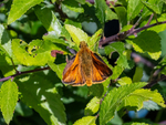 Large Skipper