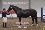 BPP_2440