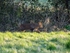 Reeves' Muntjac