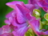 P61804990947
