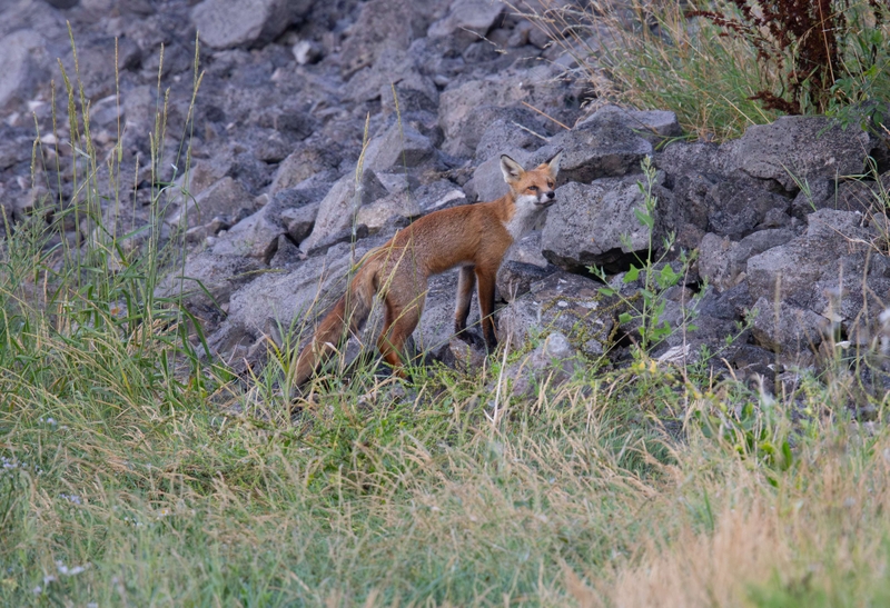 Red Fox - Dee Estuary - North Wales