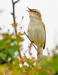 Sedge Warbler