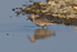 Knot wading in the Lagoon at Brownsea Island