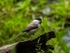 Marsh Tit