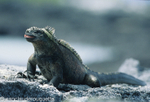 Marina Iguana (Fernandina)