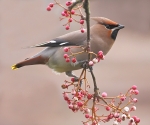 Waxwing