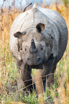 A gentle rhinoceros
