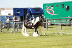 SBM_04115