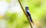 Deramakot wildlife reserve