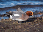 Widgeon