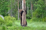 Brown Bear