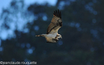 Osprey.