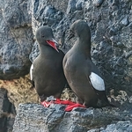 BBW-09-Black Guillemot Conversation