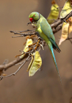 Rose-ringed Parakeet 2