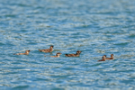 Marbled Murrelet portfolio