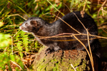 American mink Mustela vison-4144