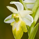 Tyrhennian Ophrys (Ophrys tyrrhena)