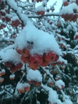 08 Snow on crabapples