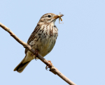 Meadow Pipit