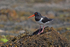 Oystercatcher