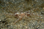 Peachia cylindrica