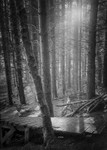 Woodland Light Stainburn Forrest