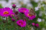 In the world of Butterflies