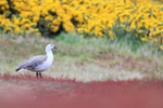 Upland Goose (male) standing still in sheep's sorrel, gorse background