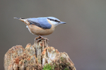 Nuthatch perched side view, Otterbourne, Hampshire