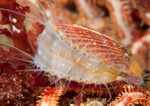 Aequipecten opercularis