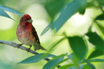 Purple Finch (male), Minnesota, USA