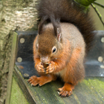 Red Squirrel 10 (disambiguation).