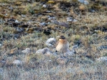 Northern Wheatear