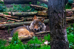 Wolf - DSC_6944