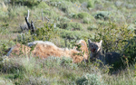 Male Puma with a kill