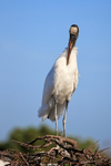 Wood Stork preening chest feathers, Wakodahatchee Wetlands, Florida