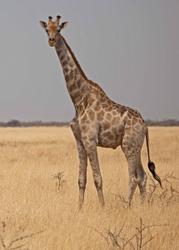 African Safari Tour 09 Zambia, Botswana,Namibia & South Africa portfolio