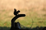 Grey Squirrel