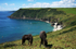 CW07 no stock - Ponies at Lantic Bay