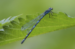 Variable Damselfy