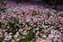Pink Paper Daisies 1