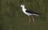 Black Winged Stilt