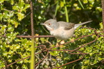 Subalpine Warbler