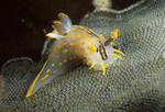 Polycera quadrilineata
