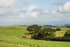 ACP_2444-1