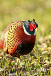 pheasant M 2503  5